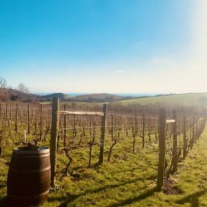 Terlingham-Vineyard