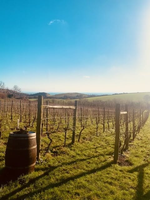 Terlingham-Vineyard