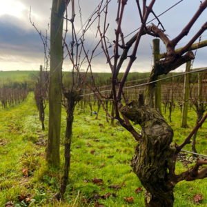 Terlingham-Vineyard