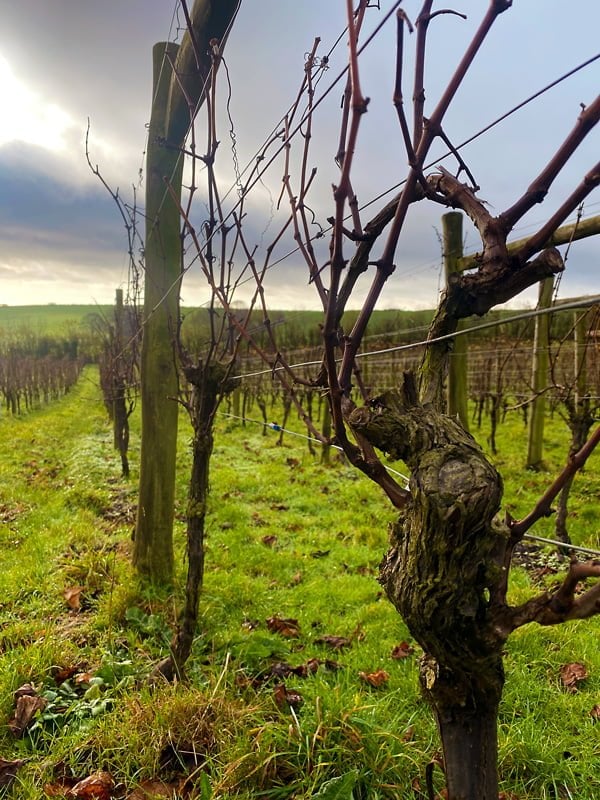 Terlingham-Vineyard