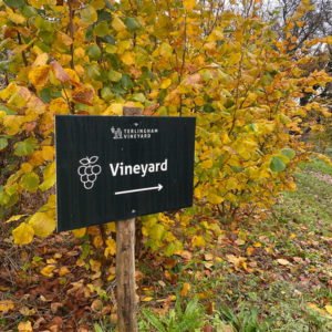 Terlingham-Vineyard