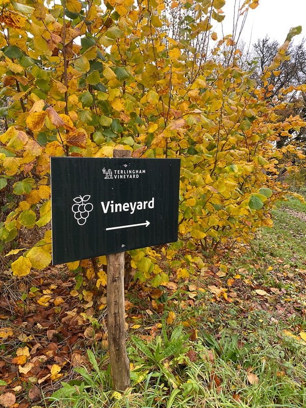 Terlingham-Vineyard