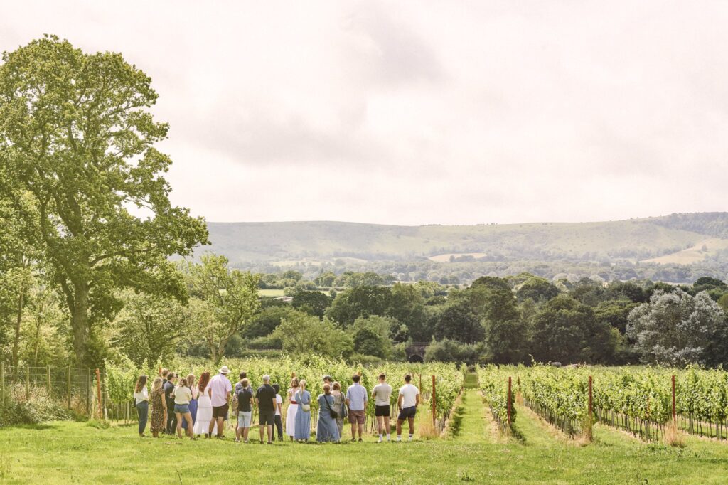 Artelium Wine Estate vineyard or winery