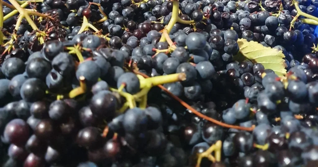 Renegade London Wine vineyard or winery