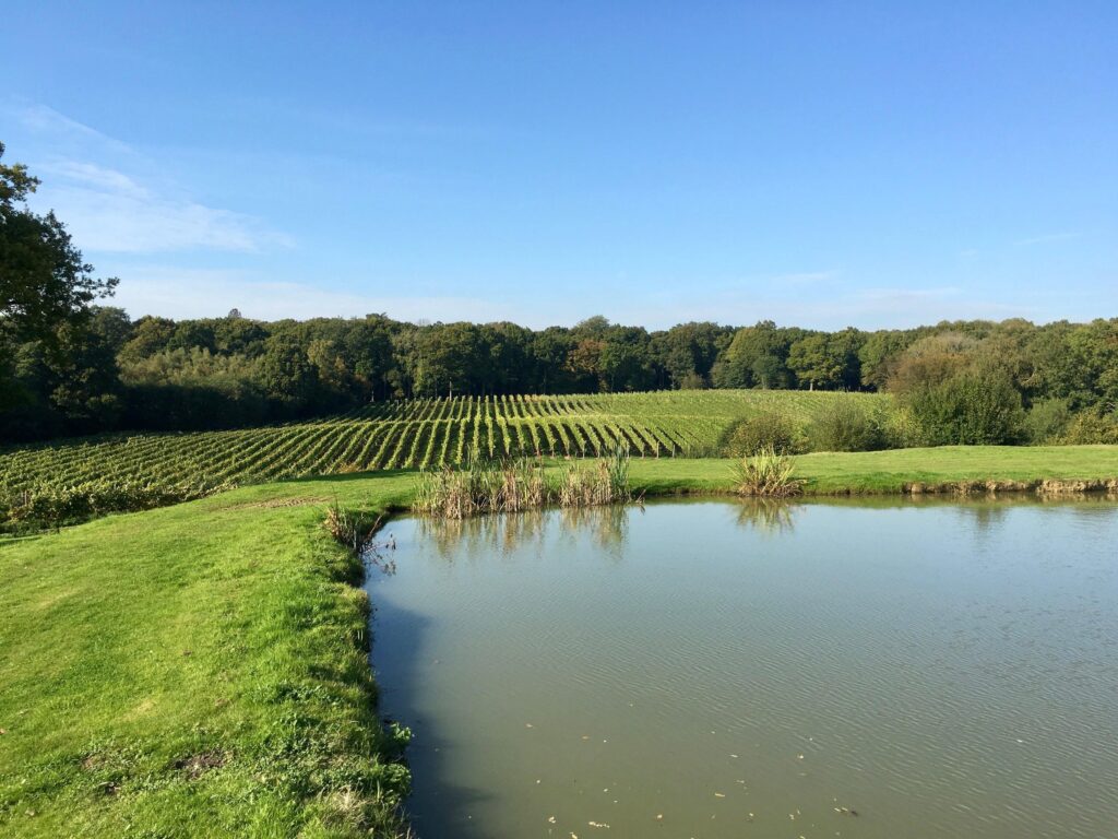Bluebell Vineyard Estates vineyard or winery