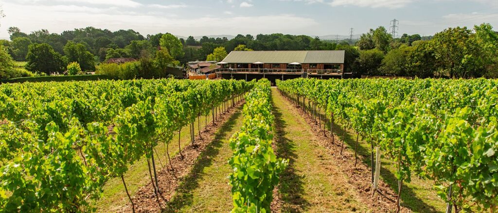 Bolney Wine Estate vineyard or winery