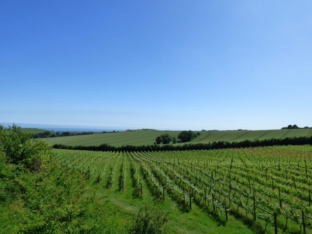 Terlingham Vineyard vineyard or winery