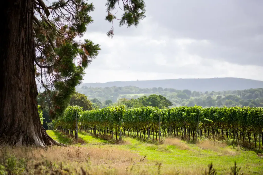 A large pine tree beside the vines at Stopham Vineyard, overlooking the Sussex countryside
