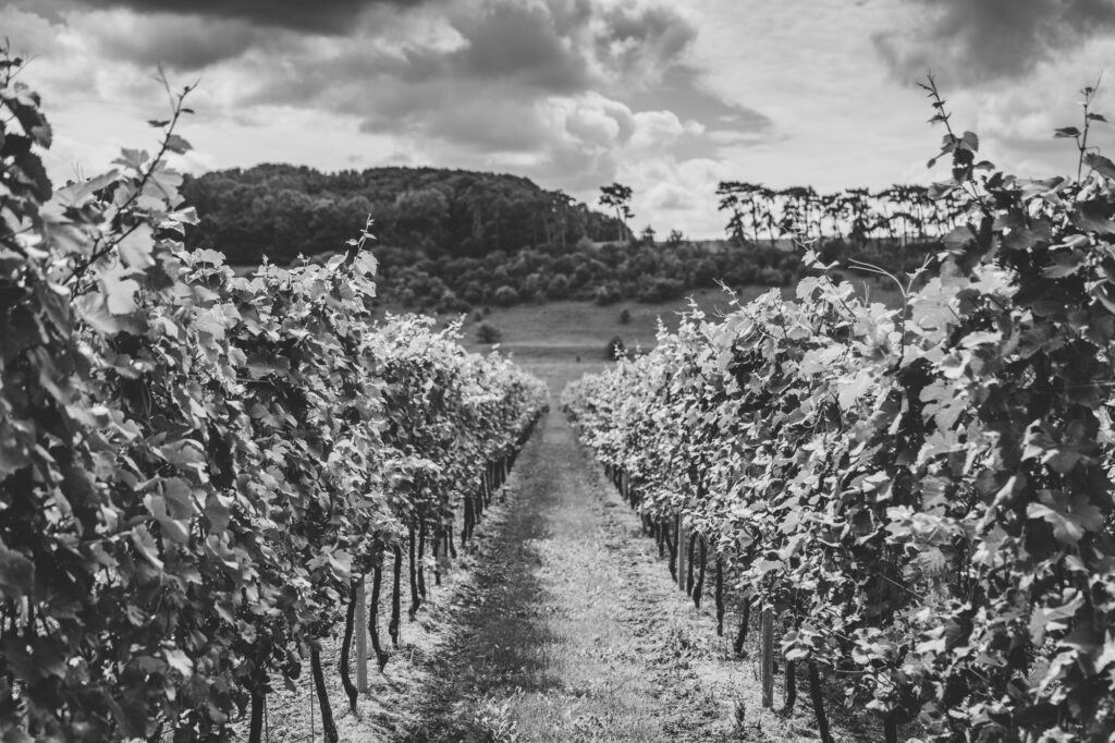 Vineyard rows at Black Chalk in Hampshire