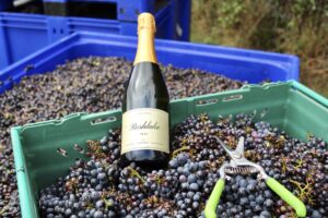 Rushlake 2023 sparkling wine beside harvested grapes