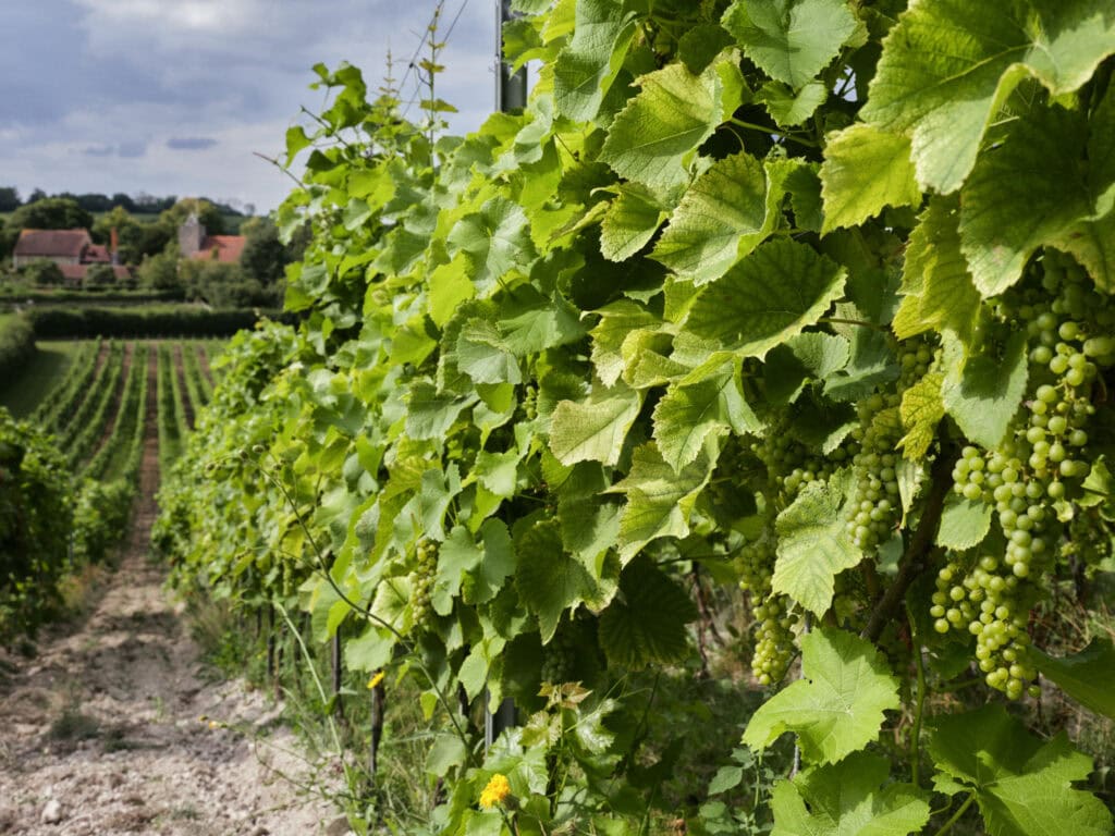 Silverhand Estate vineyard in Kent
