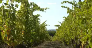 Rows of grapevines at Rushlake Vineyard in East Sussex