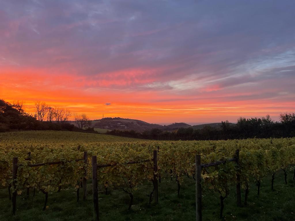 Rows of vines beneath a colourful evening sky at Terlingham