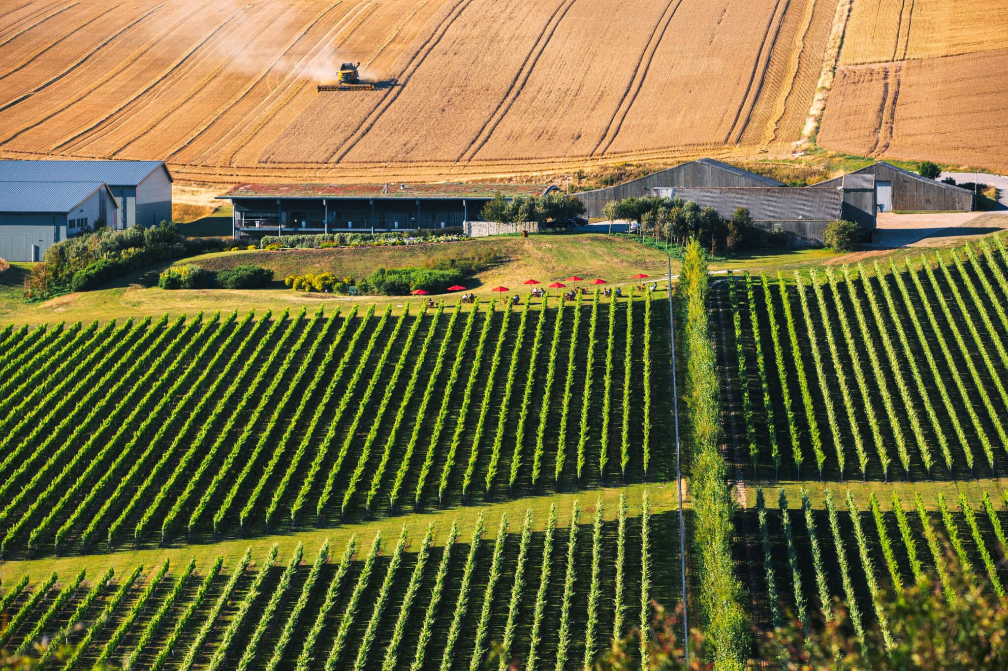 Vineyards at Rathfinny Wine Estate