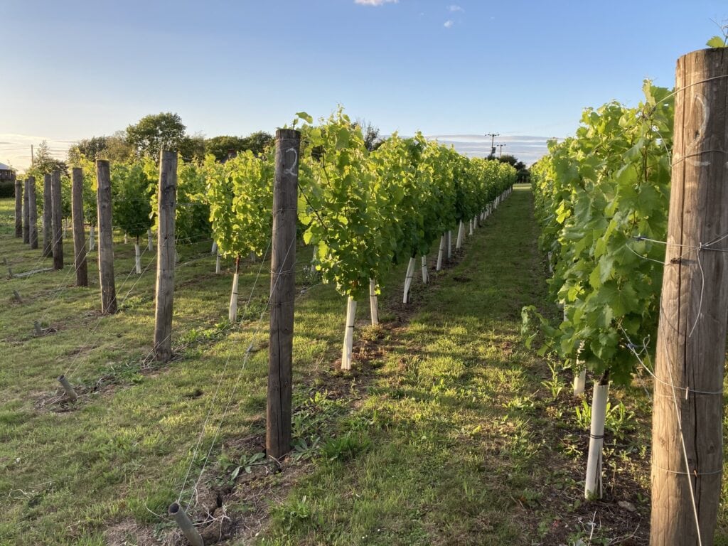 Hand-tended vines at Coopers Croft Vineyard in Suffolk