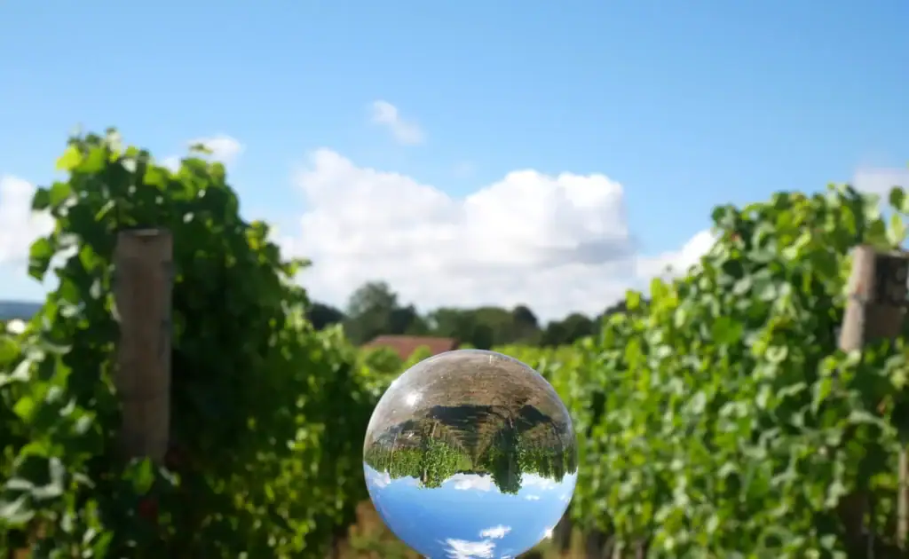 Ambriel vineyard reflected in a glass sphere between rows of vines