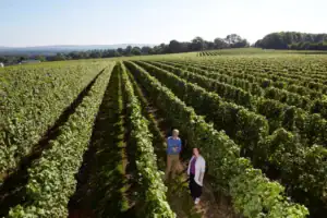 Charles and Wendy Outhwaite standing among the vines at Ambriel