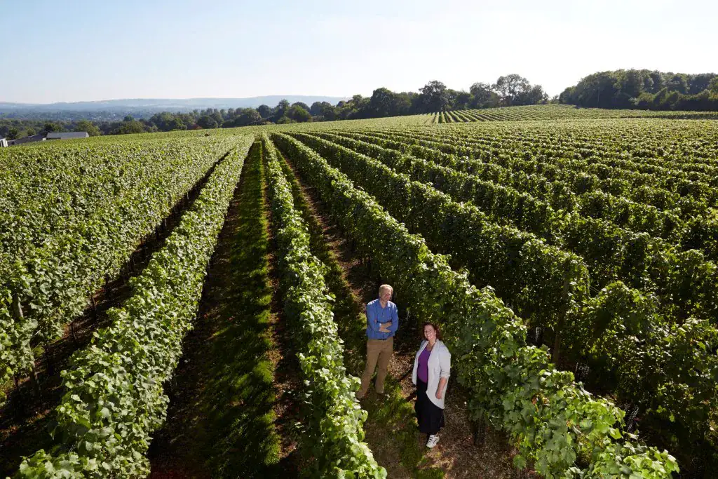 Charles and Wendy Outhwaite standing among the vines at Ambriel