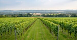 Rows of vines at Roebuck Estates overlooking the South Downs