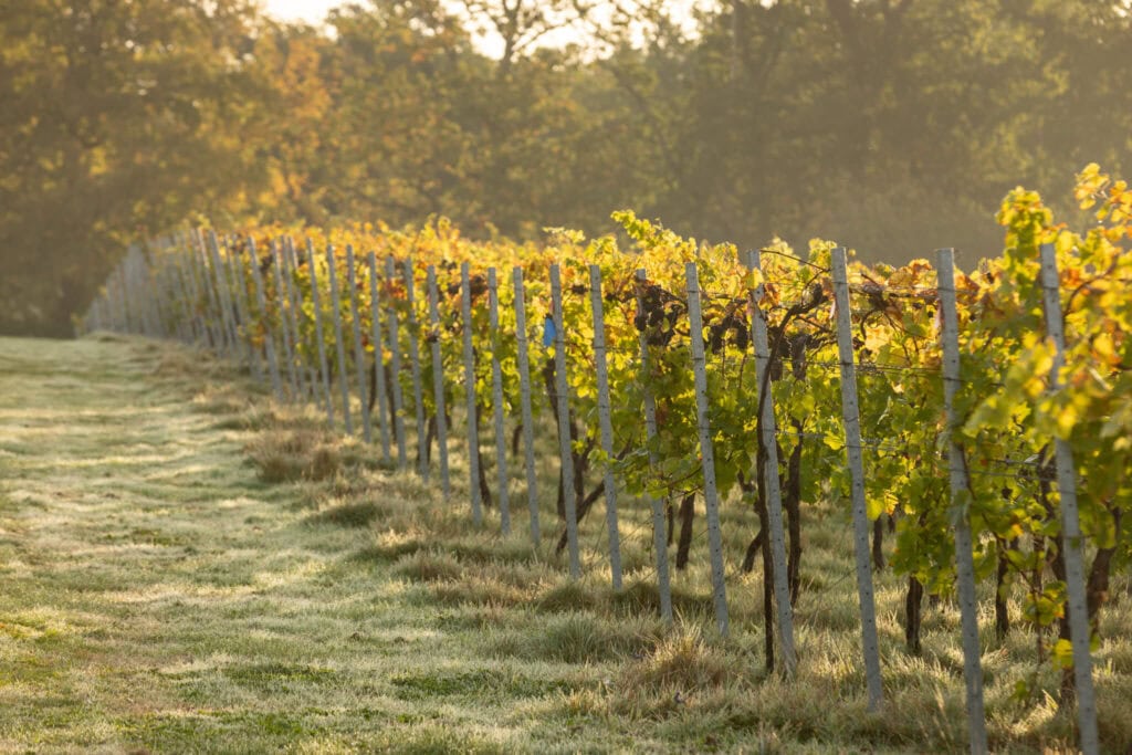Bolney vineyard during harvest; estate photograph, not a photograph of the forthcoming supper.