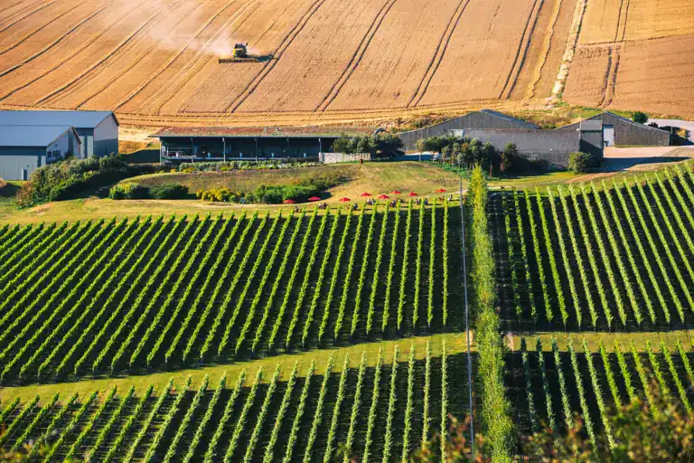 Vineyards at Rathfinny Wine Estate